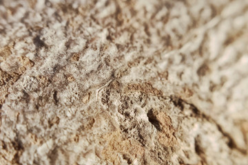 Porous hilly texture of bark of a tree light texture