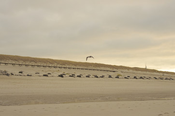 Küstenschutz auf Sylt mit Möve