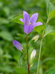 Fototapeta premium A purple field flower on a green background.