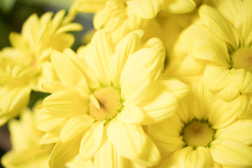 Bouquet of yellow flowers