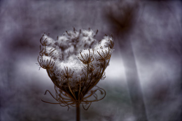 frozen plant in winter
