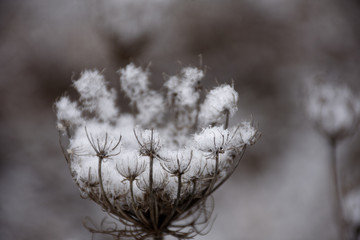 frozen plant in winter