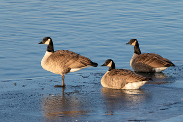 Canada geese (Branta canadensis), a flock on ice of a freezing lake, Iowa, USA