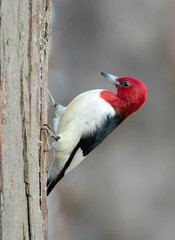 Red-headed woodpecker (Melanerpes erythrocephalus), adult feeding on a tree trunk in winter, Iowa, USA