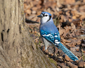 Blue jay (Cyanocitta cristata) searching acorns around an oak, Iowa, USA