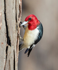 Red-headed woodpecker (Melanerpes erythrocephalus), adult feeding on a tree trunk in winter, Iowa, USA