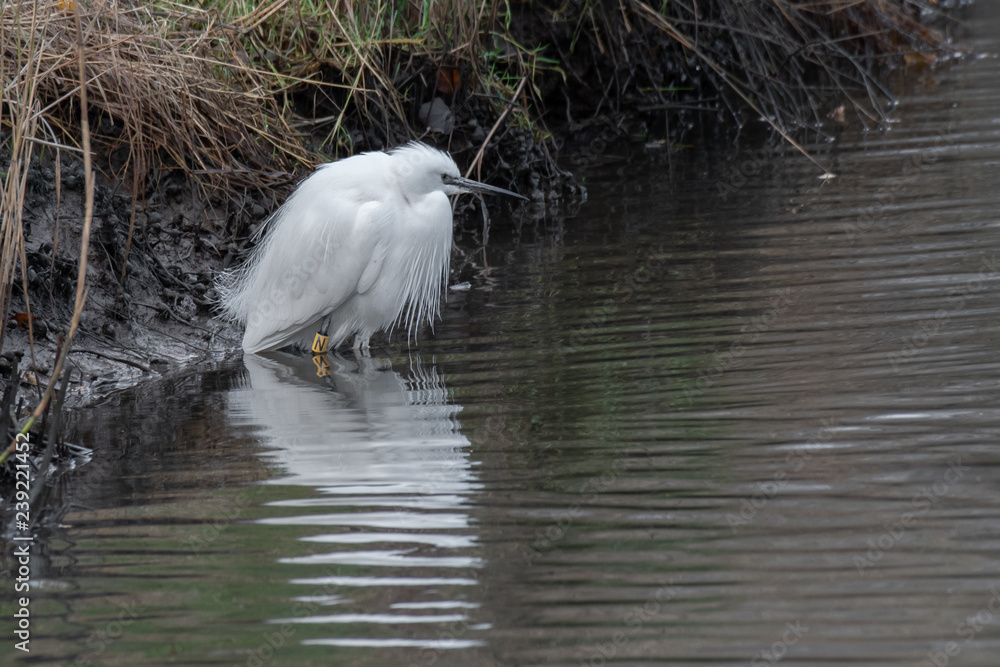 Poster close up of an egret fishing. it is standing in the water looking for its prey. there is a reflectio