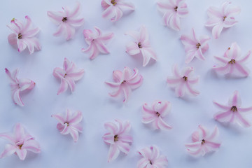 Hyacinth Pink Surprise Dutch Hyacinth. Spring bulbs. Spring flowers. The perfume of blooming hyacinths is a symbol of early spring. Texture. Pink flowers on a lightsteelblue background