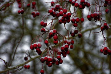 Fototapeta na wymiar frozen berries in winter