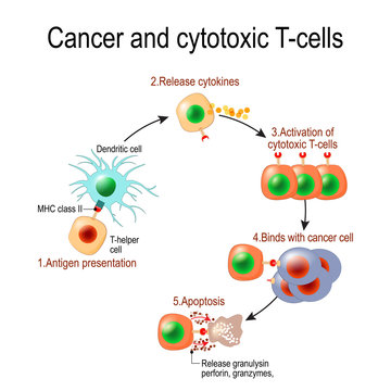 Cancer and cytotoxic T-cells