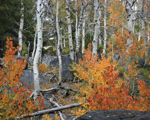 Aspen in Fall