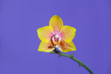 Beautiful rare orchid in pot on blue background