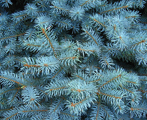 Naklejka na ściany i meble light blue branches of young spruce in forest