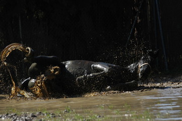 horse splashing around