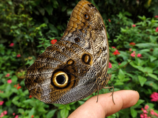 butterfly on a finger
