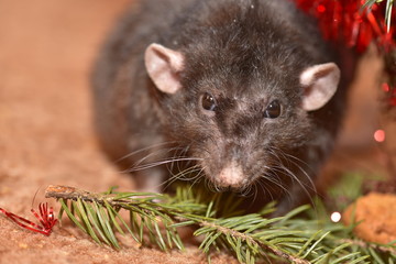 Rat chews cookies on New year