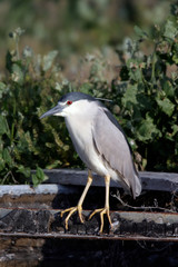 Night Heron Nycticorax nycticorax Bear River Wildlife Area Utah