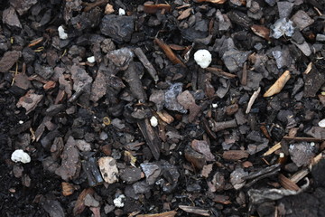 Dirt Texture