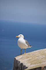 Schreimöwe Möwe auf einem Felsen stehend vor dem blauen Meer Seagull standing on a rock in front of the blue sea