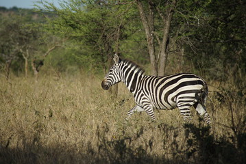 Fototapeta na wymiar Serengeti national park