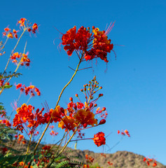 Flower Garden in Scottsdale after rain