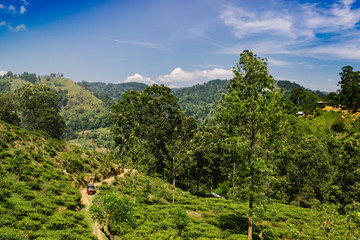Fototapeta na wymiar Beautiful view from little Adams peak at Sri Lanka. Fresh nature background. High mountain with trees, blue sky. Red tuk tuk