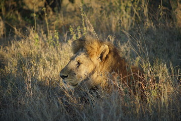 Serengeti national park