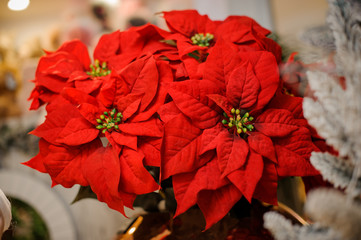 Bright and beautiful poinsettia Christmas flower in bouquet