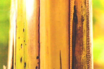Natural Bamboo Background. Living green. Copy space, closeup.