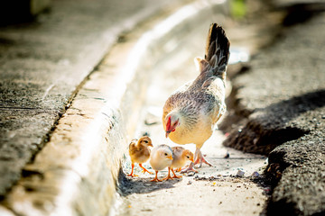 Mother hen with chickens on the street wild © PhotoSpirit