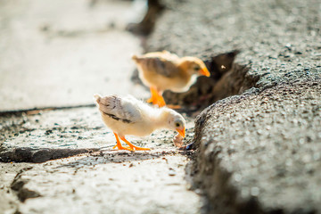 Little chickens on the street wild and small