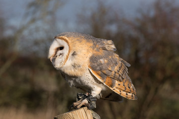Close up of barn owl.