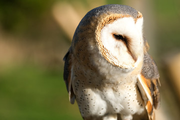 Close up of barn owl.