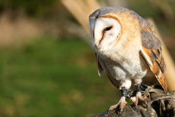 Close up of barn owl.