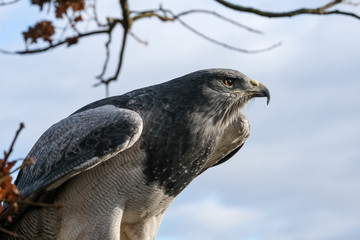 Close up portrait of a blue eagle, photographed at the English School of Falconry, Herrings Green Farm, Bedfordshire UK