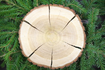 Przekrój pnia drzewa, jako podkładka do dekoracji - słoje - na tle gałązek świerkowych