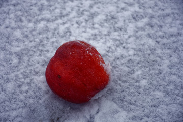 frozen winter apples
