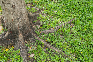 The root of the tree in the green grass.