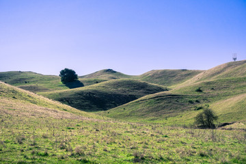 Fototapeta premium Rolling green hills and blue sky in Sunol Regional Wilderness, east San Francisco bay area, California