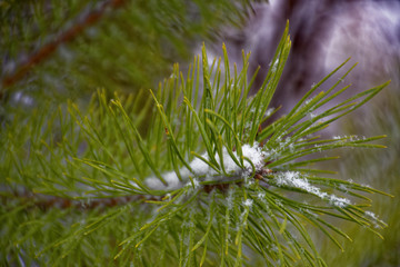 winter trees in the snow