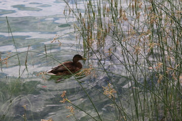 duck in water
