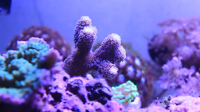 Video of Purple Milky Stilophora SPS coral in coral reef aquarium tank