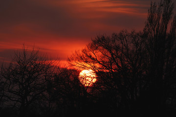 silhouette of trees in front of sunset with dark red sky