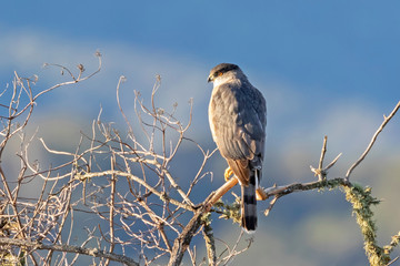 Bird merlin falcon on morning perch