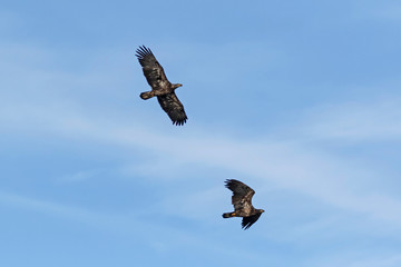 Bald eagle juveniles flying together