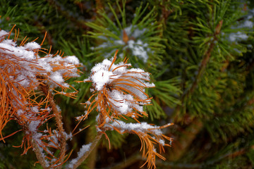 winter trees in the snow