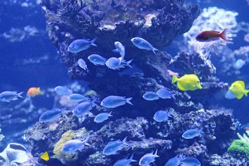 Fototapeta na wymiar various fishes in aquarium