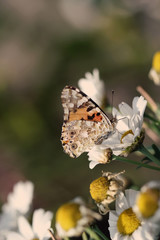 butterfly sitting on flowers in garden