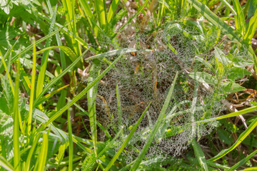 Spider web in dew in high green grass in late spring