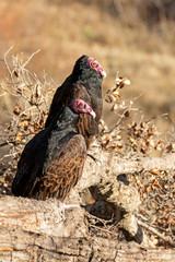 Birds vultures on a tree bench perch